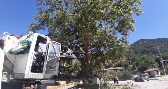 350 yıllık çınar ağacı bakıma alındı