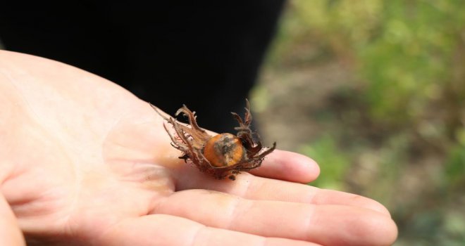 9 farklı bölgeden alınan Türk fındığı çeşitleri aynı yerde yetiştirildi