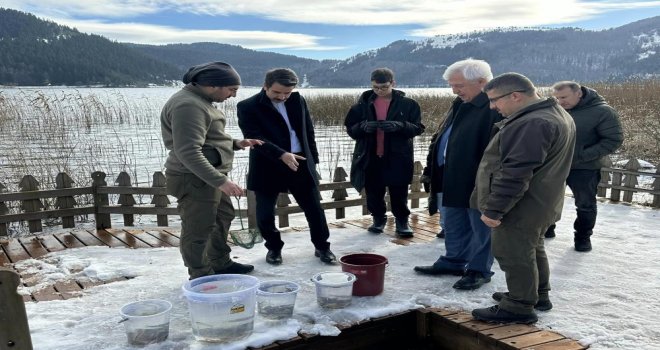 Abant Gölü Milli Parkı'na 3 bin 500 yavru balık bırakıldı