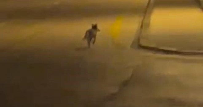 Aç kalan tilki Bolu sokaklarına indi.....