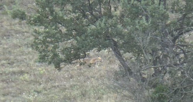 Aç kalan tilki köye indi……