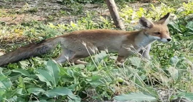 Aç kalan tilkiyi ıslıkla yanına çağırdı