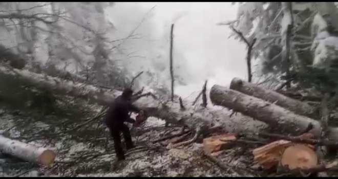 Ağaçların devrildiği sırada yoldan araç geçmemesi faciayı önledi