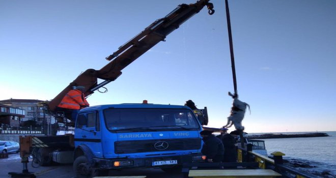 Akçakoca’da denizden hamsi yerine büyükbaş hayvan çıktı