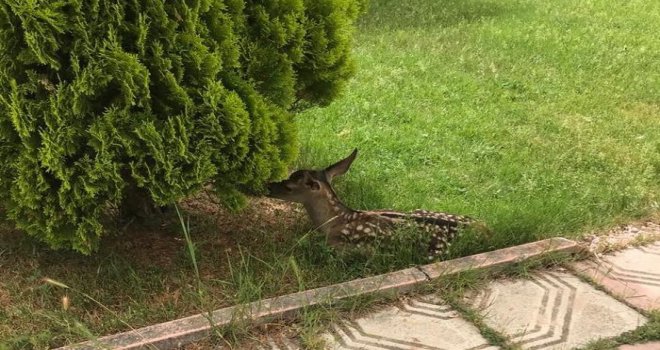 Annesi bulunamayan kızıl geyik koruma altına alındı