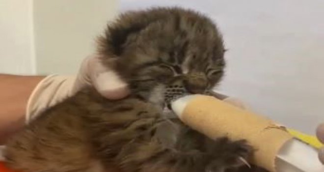 Annesini kaybeden yavru vaşak, korumaya alındı