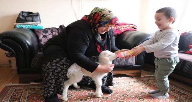 Annesinin sahiplenmediği kuzuya evde bebek gibi bakıyorlar