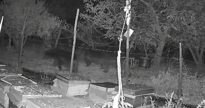 Arı kovanlarına dadanan ayılar elektrikli tellerden geçemedi…