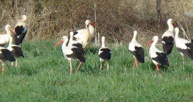 Baharın habercisi olan kuşlar tarlalarda yiyecek arayışında