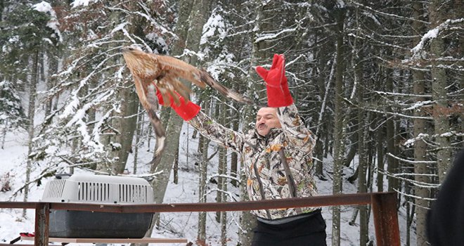 Bakan Pakdemirli, tedavi edilen kartal, şahin, kurt ve vaşakı doğaya saldı