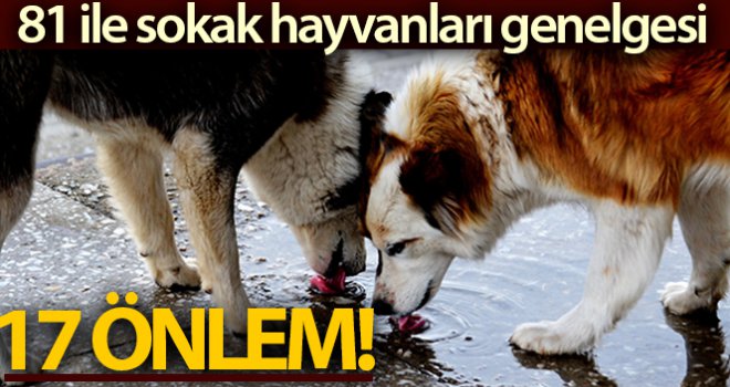 Bakanlıktan sahipsiz ve tehlike arz eden hayvanlarla ilgili genelge