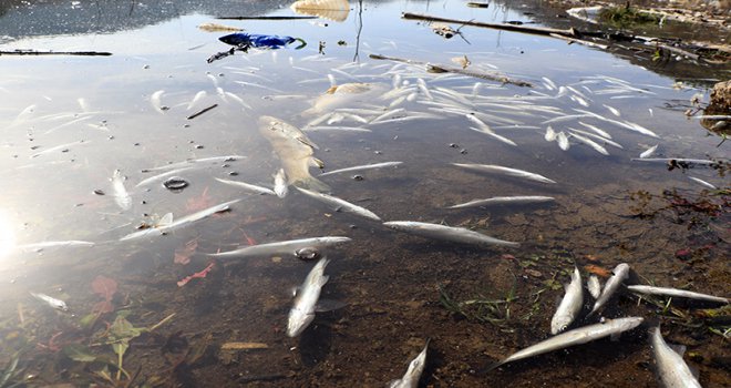 Barajdaki toplu balık ölümlerinin nedeni olan fabrikalara ceza yağdı