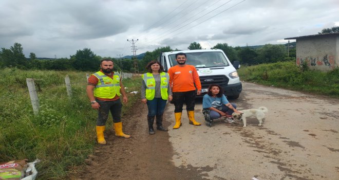 Bartın’da selden kurtarılan 15 köpek Bolu’da tedavi altına alındı