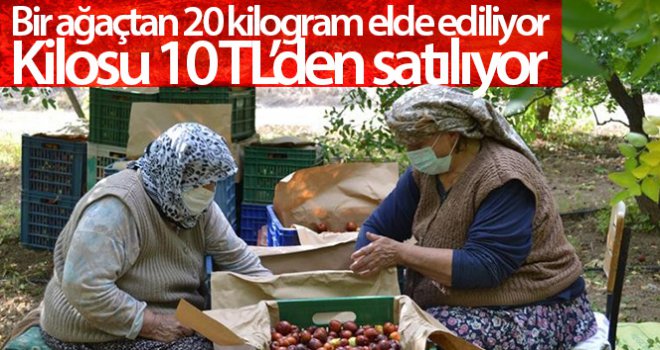 Bir ağaçtan 20 kilogram elde ediliyor, kilosu 10 TL'den satılıyor