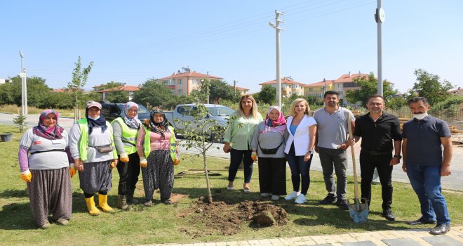 Bolu Belediyesi 1000 adet Türk fındığı fidanı dikecek