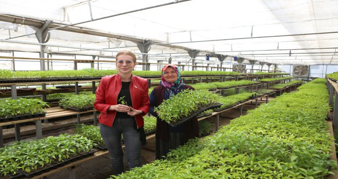 Bolu Belediyesi bu yıl da 500 bin yerli fideyi üreticiyle paylaşacak