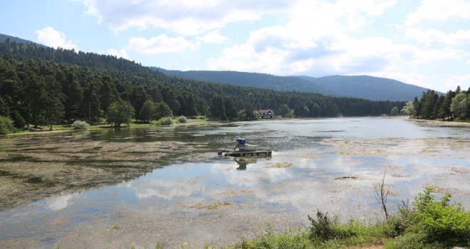 Bolu Belediyesi Gölcük’te istilacı bitkileri temizliyor…