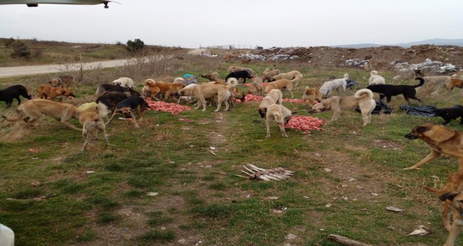 BOLU BELEDİYESİ SOKAK HAYVANLARI İÇİN TEYAKKUZDA