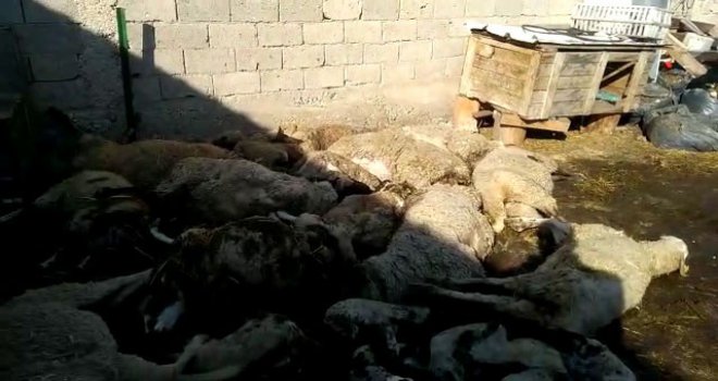 Bolu İl Tarım ve Orman Müdürlüğü çiçek hastalığına bağlı hayvan ölümleri hakkında açıklama yaptı…