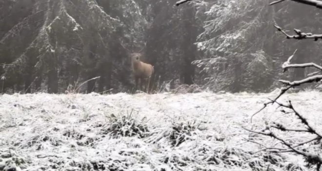 Bolu ormanlarında kızılgeyiğin böğürme anları kameraya yansıdı