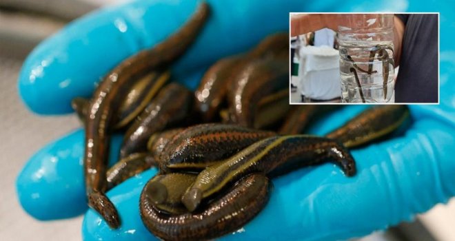 Bolu’da 15 Mart-31 Ağustos tarihleri arasında avcılık ve toplayıcılık yasaklandı