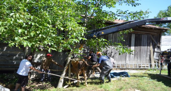 Bolu’da 3 metrelik çukura düşen inek itfaiye ekipleri tarafından halatla bağlanarak kurtarıldı