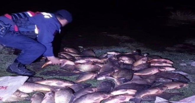 Bolu'da 350 kilo sazan kurtarıldı