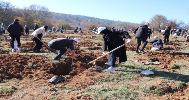 Bolu'da 43 bin 500 fidan toprakla buluştu