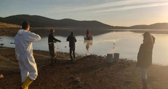 Bolu’da 5 kilometrelik hayalet ağ toplandı: 500 balık canlı kurtarıldı
