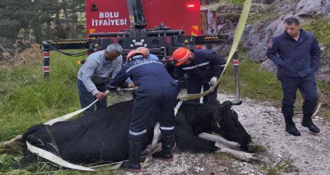Bolu'da 50 metrelik uçuruma düşen inek vinçle kurtarıldı