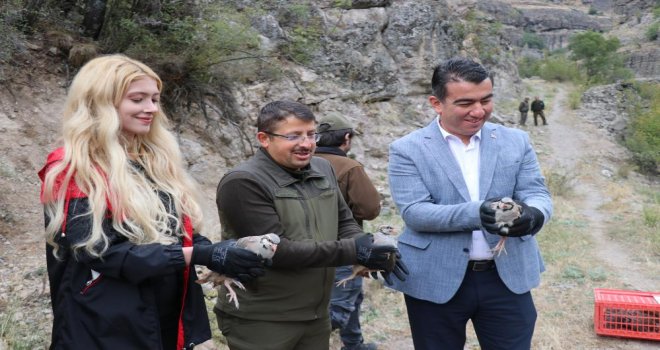 Bolu'da 650 keklik doğaya salındı