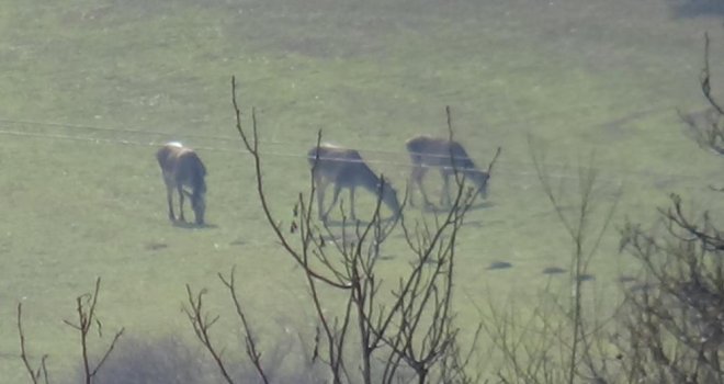 Bolu'da aç kalan geyikler köylere indi......
