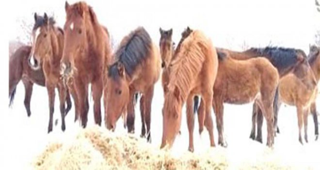 Bolu'da aç kalan yılkı atları beslendi.....