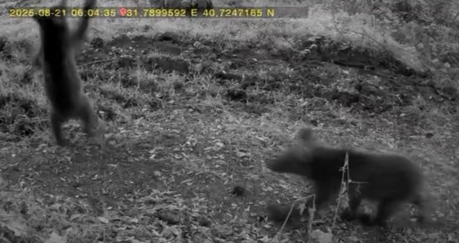 Bolu'da anne ayı ve 3 yavrusu görüntülendi......