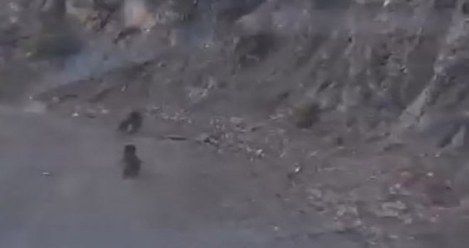 Bolu’da anne ayı ve yavrusu korkuyla dağa tırmandı, o anlar kamerada