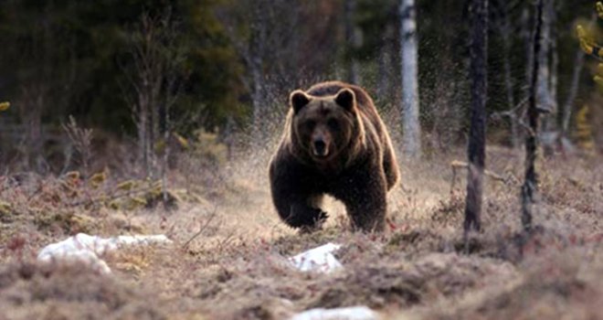 Bolu’da ayıların saldırdığı vatandaş yaralı kurtuldu