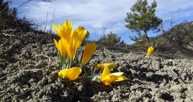 Bolu’da ‘baharın müjdecisi’ çiğdemler çiçek açtı