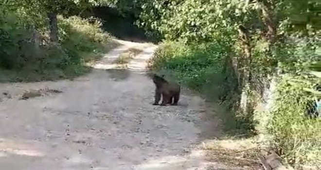 Bolu’da bahçesine ayı giren köylülerin güldüren diyaloğu