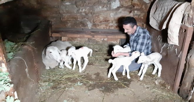 Bolu’da bir koyun tek seferde beşiz doğurdu