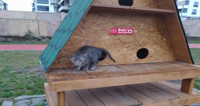 Bolu’da, çöp konteynerine atılan yavru kedi kurtarıldı