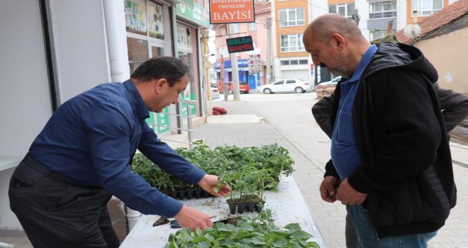 Bolu’da dağıtılan 230 bin fideye yoğun ilgi....