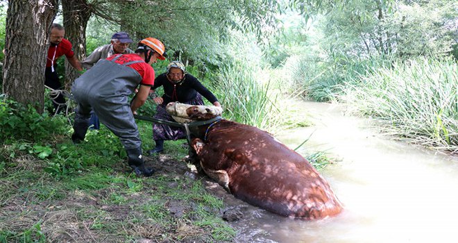Bolu’da dereye düşen ineği itfaiye ekipleri kurtardı