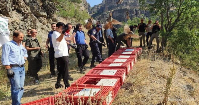 Bolu’da doğaya 600 kınalı keklik bırakıldı........