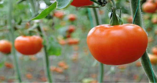 Bolu'da en çok domates üretildi