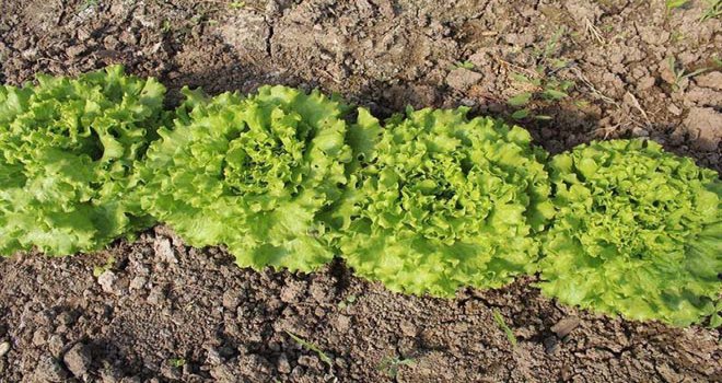Bolu’da fiyatı en çok artan ürün kıvırcık oldu