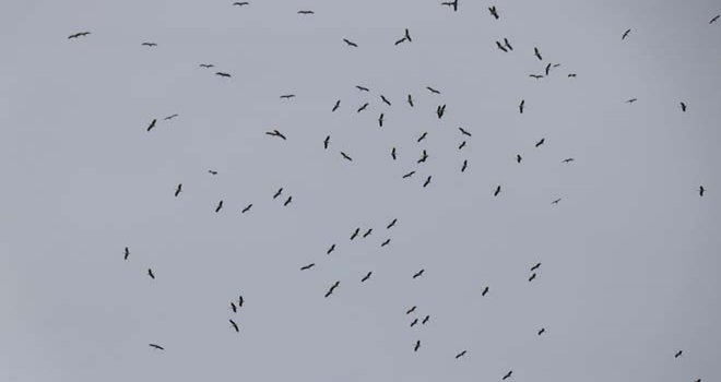 Bolu’da göç eden yüzlerce leylek bir arada görüntülendi