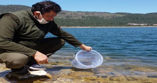 Bolu’da göl ve derelere 600 bin alabalık bırakıldı