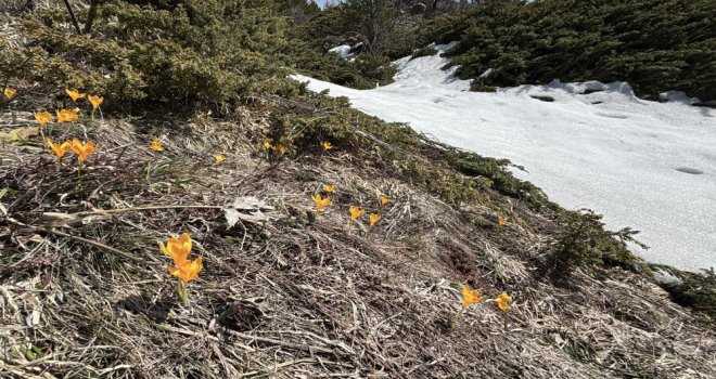 Bolu’da iki mevsim bir arada yaşanıyor: Karlar arasında çiğdemler çiçek açtı