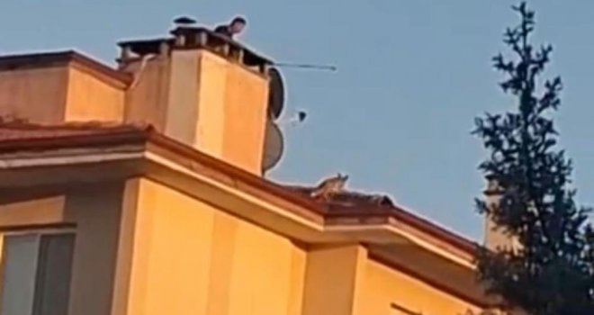 Bolu'da ilginç anlar: Apartman çatısına tilki çıktı