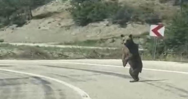 Bolu'da kara yoluna çıkan ayı cep telefonuna yansıdı.....